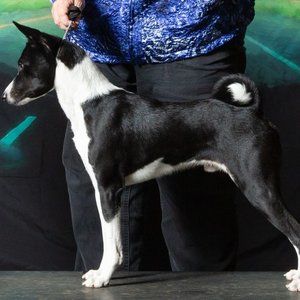 Paladin - Black and white Basenji